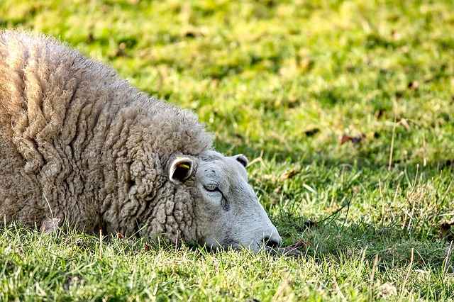 芝生に寝そべる羊