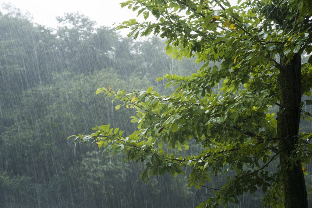 雨と木