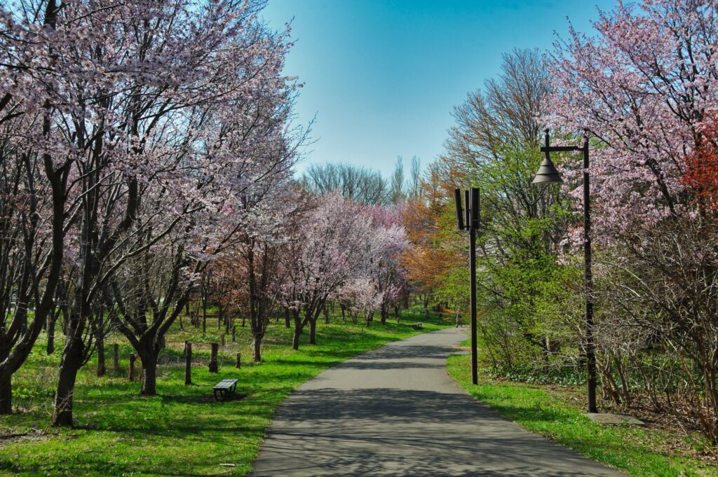 桜が咲き始めた春の公園