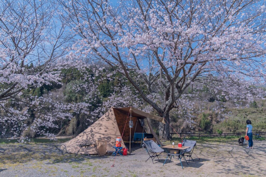 桜の木とテント