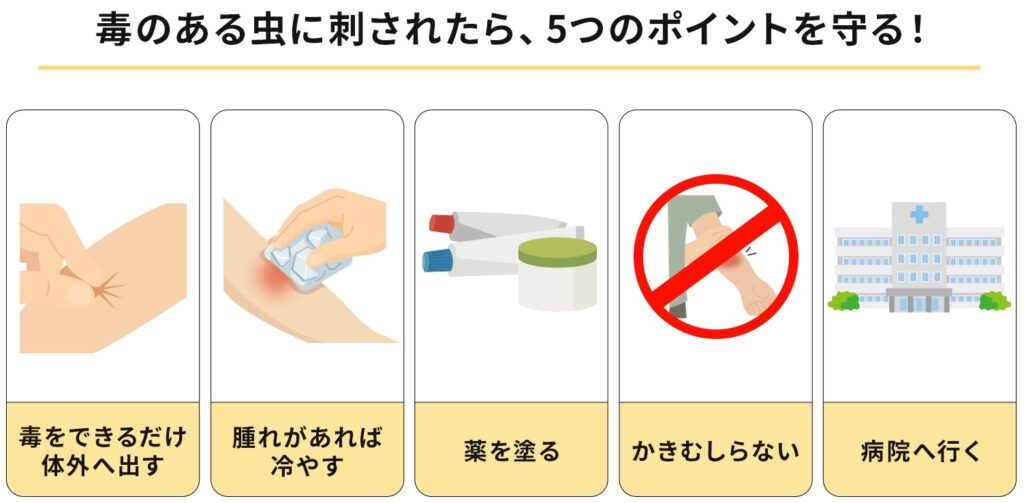 毒のある虫に刺されたら、5つのポイントを守る!